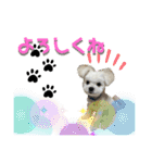 マルポメのちょこ（個別スタンプ：7）
