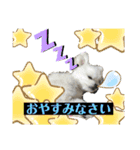 マルポメのちょこ（個別スタンプ：10）