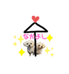マルポメのちょこ（個別スタンプ：11）