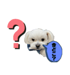 マルポメのちょこ（個別スタンプ：15）