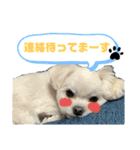 マルポメのちょこ（個別スタンプ：18）