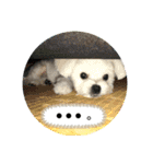 マルポメのちょこ（個別スタンプ：24）