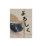 リアルの鳩スタンプ（個別スタンプ：1）