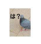 リアルの鳩スタンプ（個別スタンプ：2）
