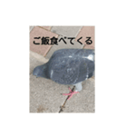 リアルの鳩スタンプ（個別スタンプ：4）