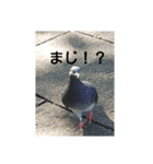 リアルの鳩スタンプ（個別スタンプ：5）