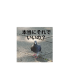 リアルの鳩スタンプ（個別スタンプ：6）