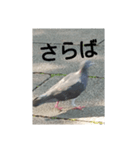 リアルの鳩スタンプ（個別スタンプ：8）