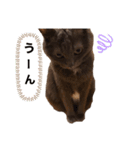 キキとミミのスタンプ第1弾（個別スタンプ：8）