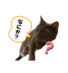 キキとミミのスタンプ第1弾（個別スタンプ：13）