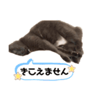 キキとミミのスタンプ第1弾（個別スタンプ：16）