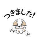 シーズー犬(お誘い・時々ダーツ)35（個別スタンプ：28）