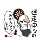 シーズー犬(お誘い・時々ダーツ)35（個別スタンプ：34）