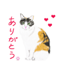 三毛猫ミカたんの日常（個別スタンプ：1）