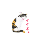 三毛猫ミカたんの日常（個別スタンプ：8）