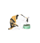 三毛猫ミカたんの日常（個別スタンプ：10）