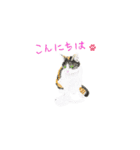 三毛猫ミカたんの日常（個別スタンプ：12）