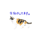三毛猫ミカたんの日常（個別スタンプ：13）