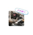 ココゆず（個別スタンプ：16）