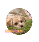 ココゆず（個別スタンプ：19）