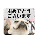 フレンチブルドック 小桃2（個別スタンプ：24）