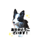 Team LKCとダーフィ（個別スタンプ：1）