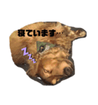 Team LKCとダーフィ（個別スタンプ：11）