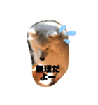 Team LKCとダーフィ（個別スタンプ：12）