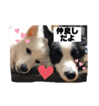 Team LKCとダーフィ（個別スタンプ：13）