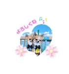 チワワ兄妹犬イブ＆ルイ（個別スタンプ：1）