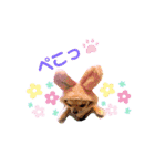 チワワ兄妹犬イブ＆ルイ（個別スタンプ：2）