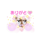 チワワ兄妹犬イブ＆ルイ（個別スタンプ：3）