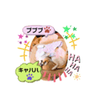 チワワ兄妹犬イブ＆ルイ（個別スタンプ：4）