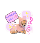 チワワ兄妹犬イブ＆ルイ（個別スタンプ：5）