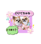チワワ兄妹犬イブ＆ルイ（個別スタンプ：7）