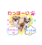 チワワ兄妹犬イブ＆ルイ（個別スタンプ：8）