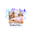 チワワ兄妹犬イブ＆ルイ（個別スタンプ：9）
