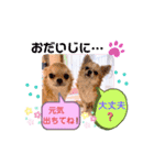 チワワ兄妹犬イブ＆ルイ（個別スタンプ：11）
