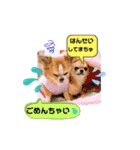 チワワ兄妹犬イブ＆ルイ（個別スタンプ：12）