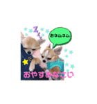 チワワ兄妹犬イブ＆ルイ（個別スタンプ：13）