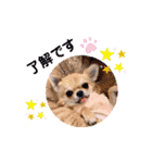 チワワ兄妹犬イブ＆ルイ（個別スタンプ：14）