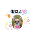 チワワ兄妹犬イブ＆ルイ（個別スタンプ：15）