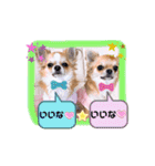 チワワ兄妹犬イブ＆ルイ（個別スタンプ：16）