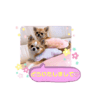 チワワ兄妹犬イブ＆ルイ（個別スタンプ：17）