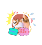 チワワ兄妹犬イブ＆ルイ（個別スタンプ：19）