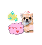 チワワ兄妹犬イブ＆ルイ（個別スタンプ：20）