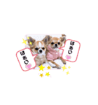 チワワ兄妹犬イブ＆ルイ（個別スタンプ：21）
