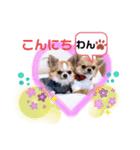チワワ兄妹犬イブ＆ルイ（個別スタンプ：23）