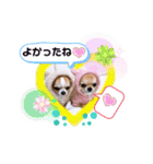 チワワ兄妹犬イブ＆ルイ（個別スタンプ：24）