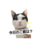SuzukiFamilyのアイドル達（個別スタンプ：1）